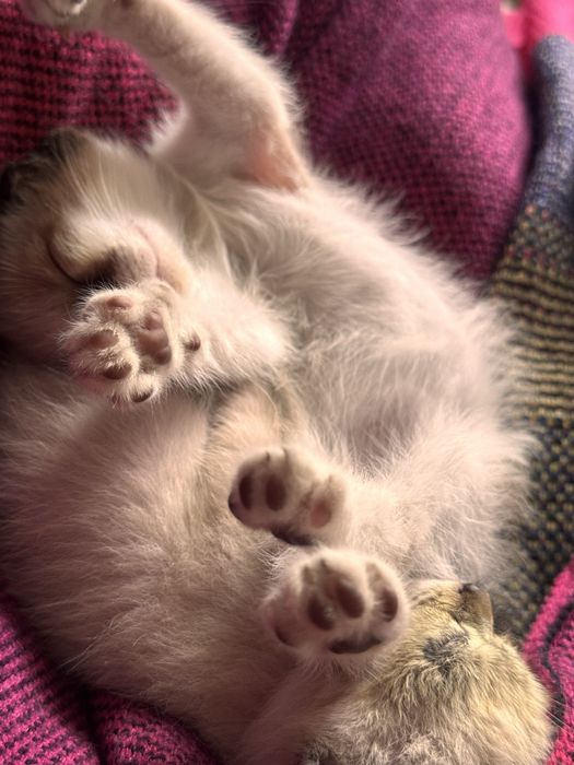 Котёнок в доьрые руки!
