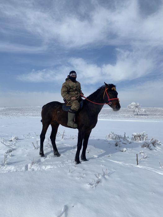 Көкпар айғыр сатылады…