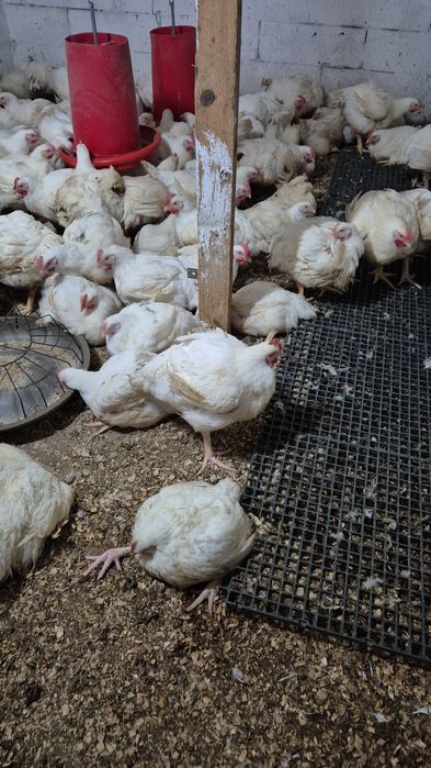 Pui de carne din gospodarie