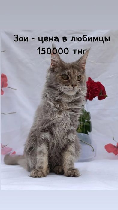 Котята  Мейн-кун