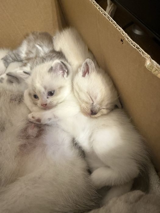 Продается котенок