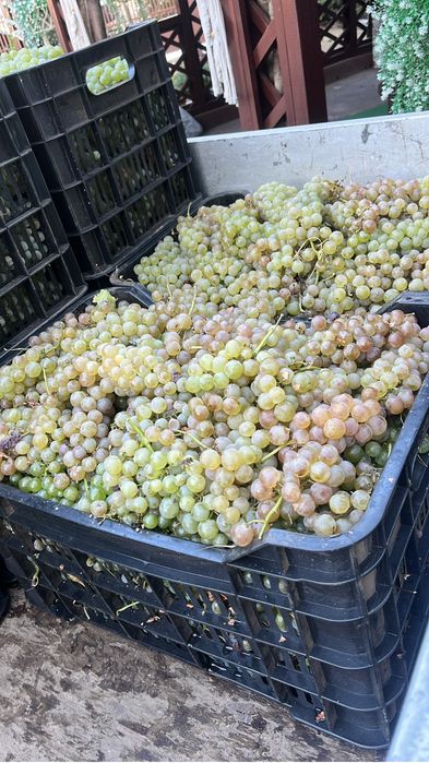 Vindem struguri pentru vin