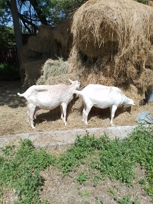 Дойные козы продам. СуттI ешкiлер сатылады.