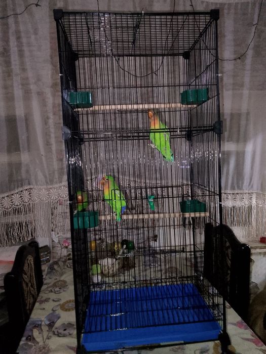 Продам попугаев неразлучники