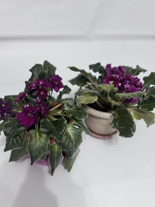 Домашние растение