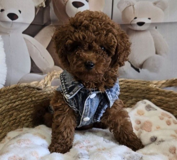 Пудел той Poodle toy генетични тестове на родитерите /родословие Момче