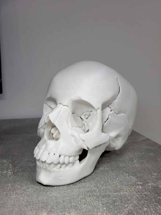 Craniu anatomic detasabil