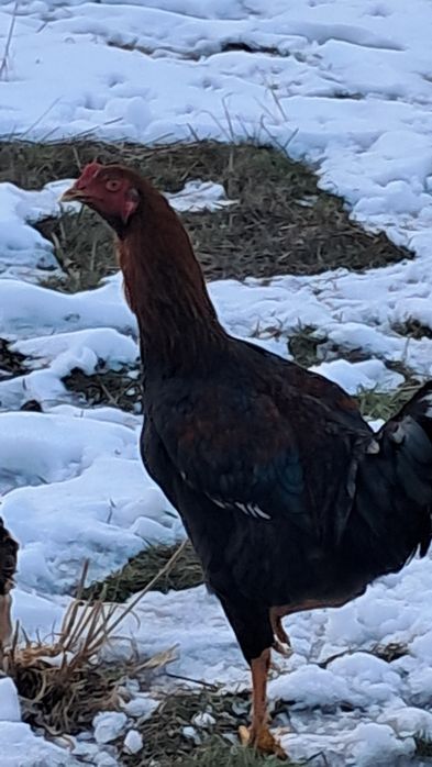 Дакан курица и петух