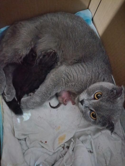 Британский коротко шерсть