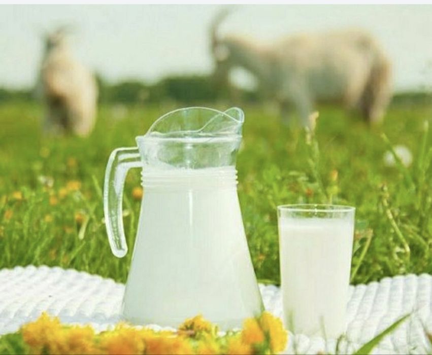 Ешкінің сүті сатылады.