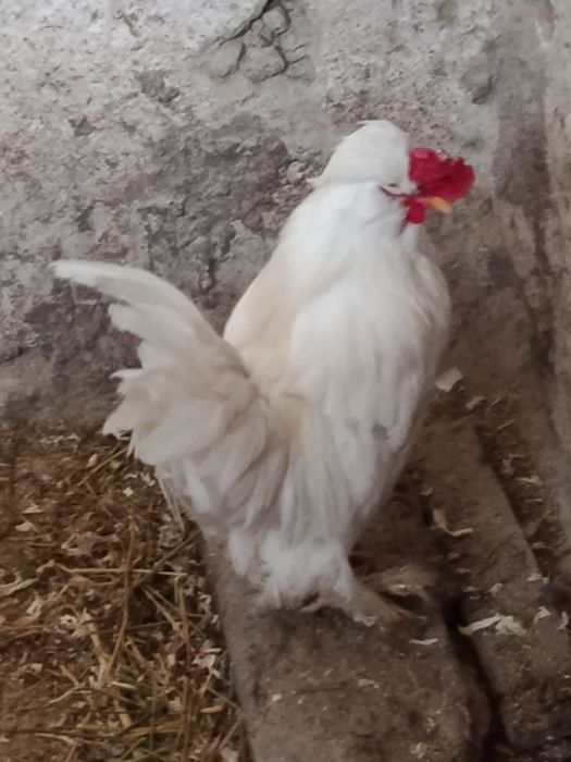 Oua pt incubat gaini pitice