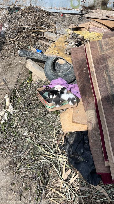 Тегин берип жиберем