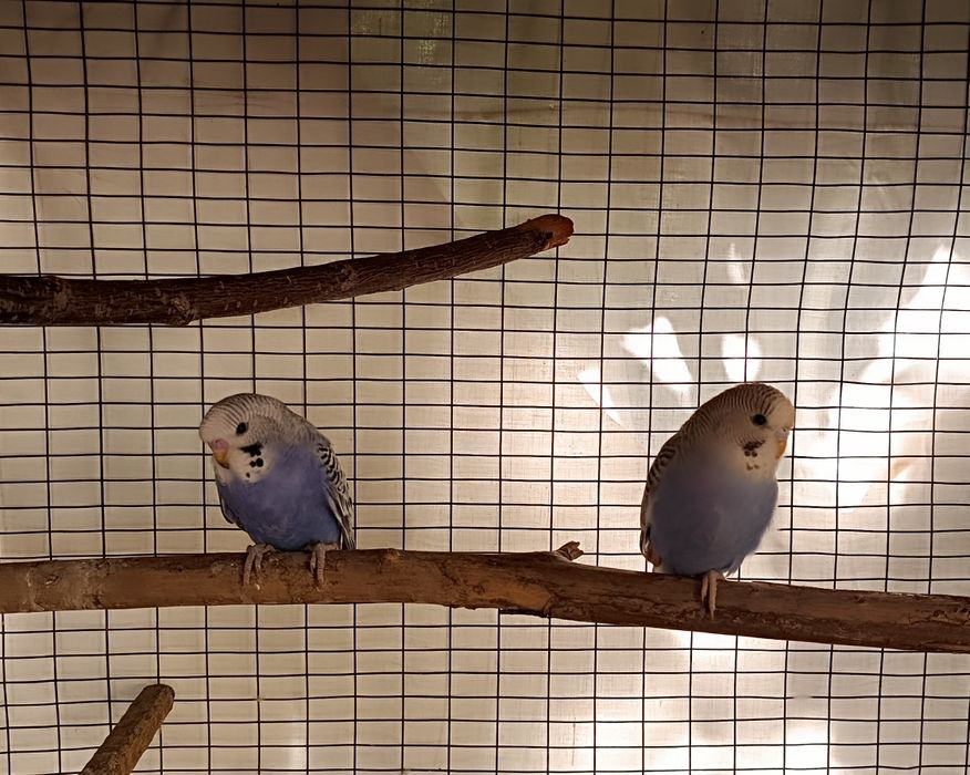 Попугаи молодые 2 месяца. Мальчики и девочка