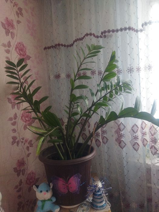 Продам комнатные цветы