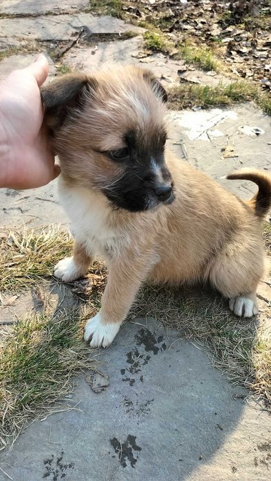 Щенки  бесплатно