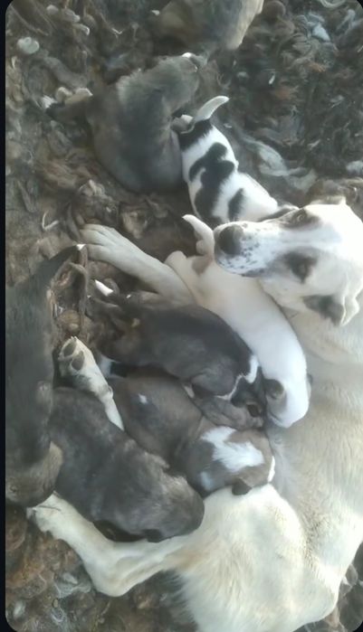 Zotdor cho'pon itlar