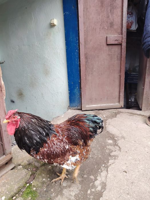 Cocoș wyandotte portelan