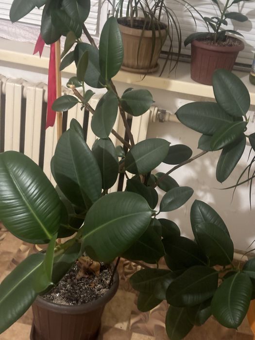 Цветы офисные фикус