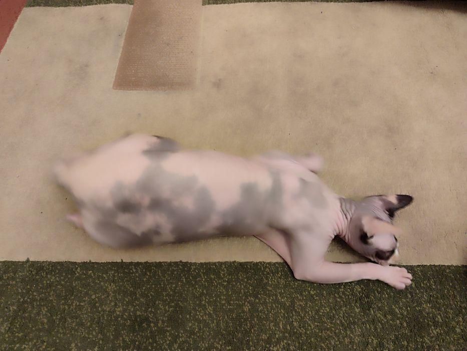 Сфинкс канадский, девочка 1г2м, стерелизована