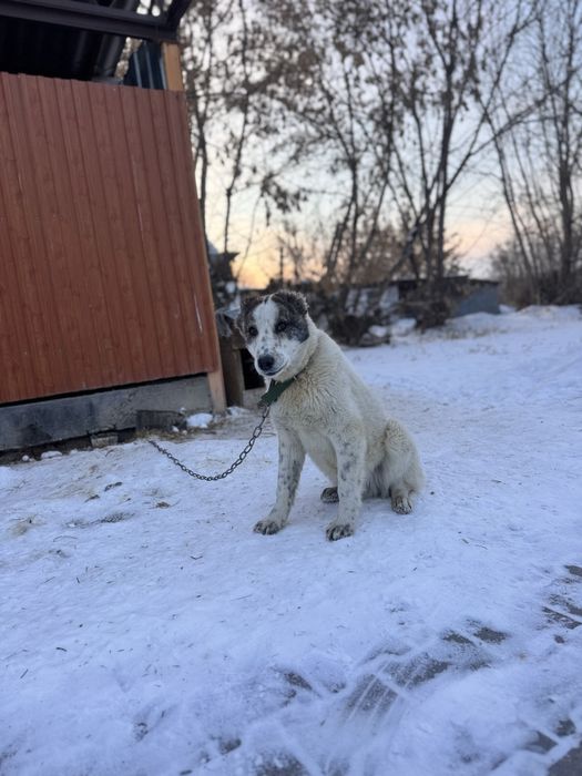 Продам сабаку Алабай