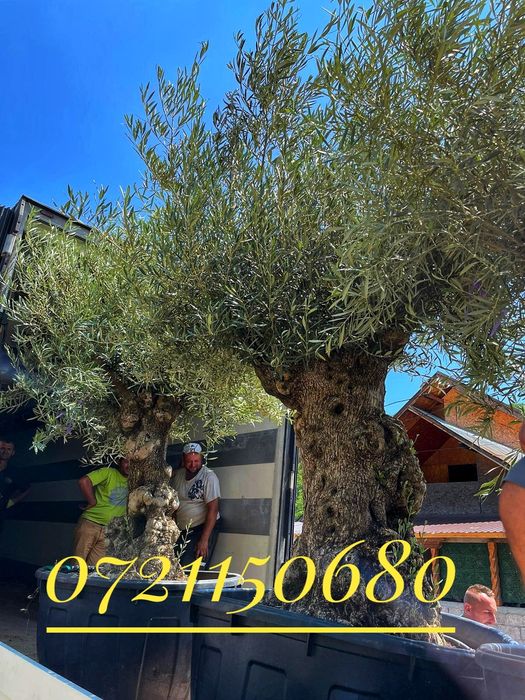 Leandru ( Nerium ) oleandru, lămâi, mandarin, buxus glob, maslin