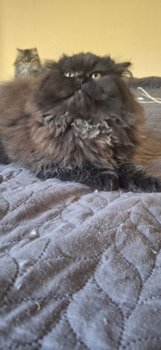Персийски котета