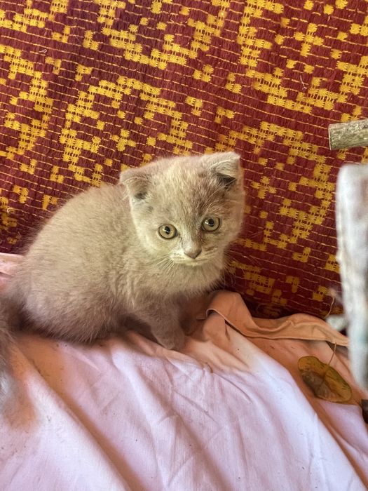 Pisoiași Scottish Fold