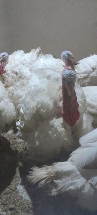 Kurka BIG 6 donasi 10-15 kilo chiqadi narxi kilosi 55 ming jivoyiga