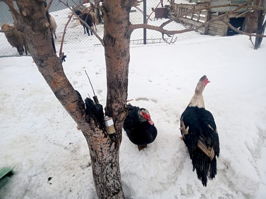 Индоутки продажа