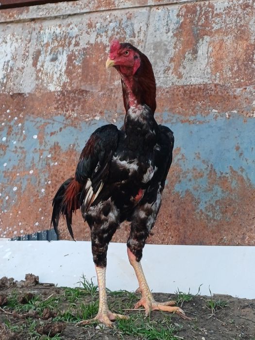 Ассалаумағалейкум   қораз  сатылады 20 000 тг