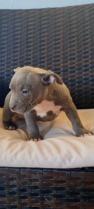 American Bully Pocket