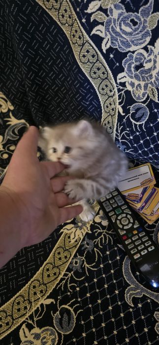 Британец не вислоухий