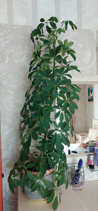 Шеффлера. Комнатное растение.