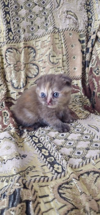 Скоттиш фолд девочка