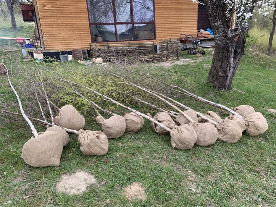 Vând mesteacăn puiet 3-5m