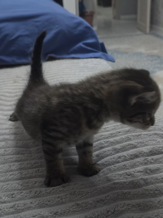 Котенка в добрые руки