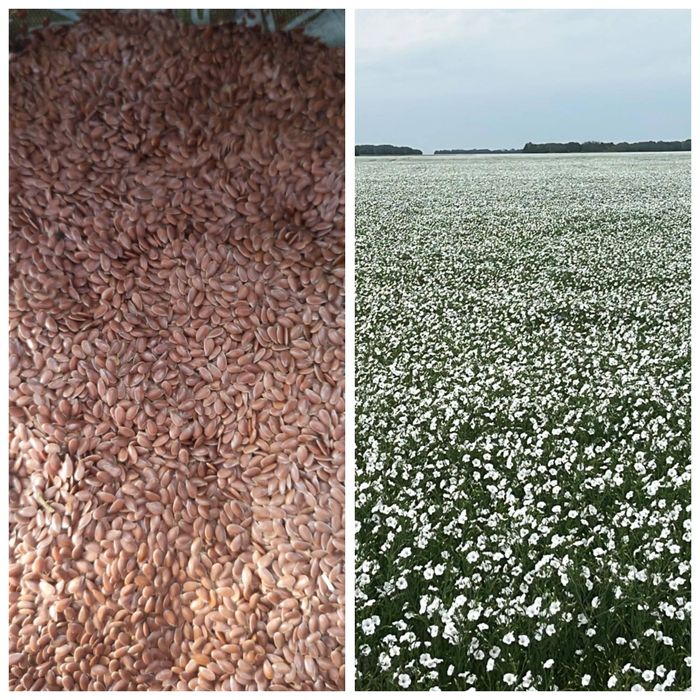 Семена Лён Абакус