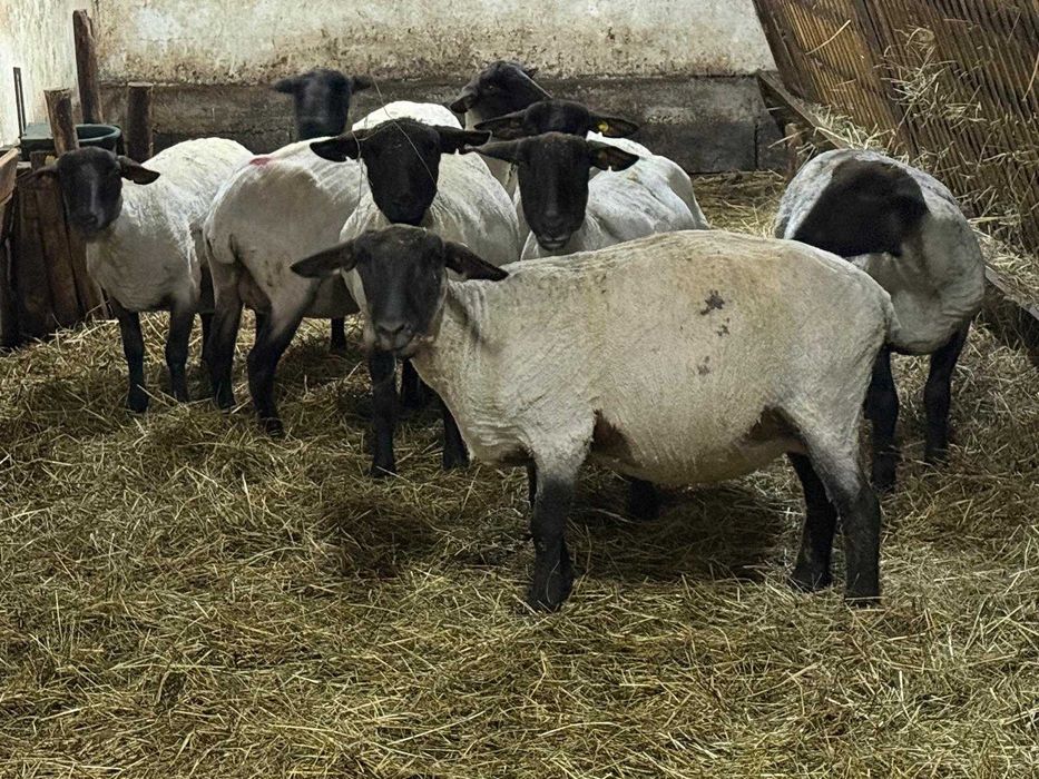 Oi Suffolk cu pedigree