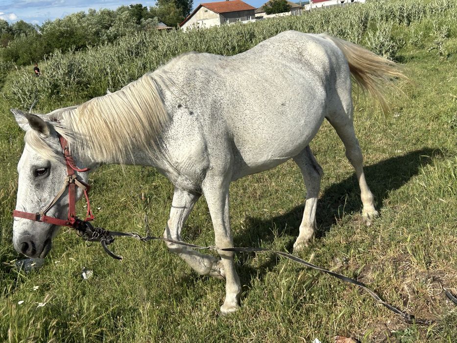 Vând 2 iepe si o mânză
