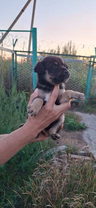 Щенки в добрые руки