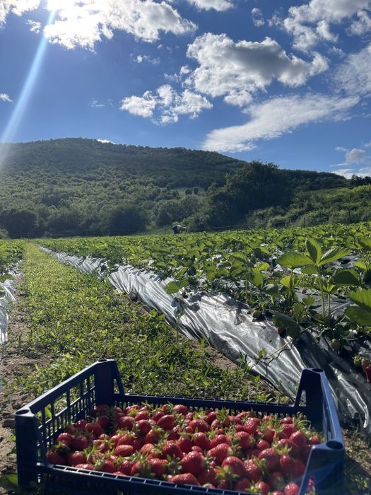 Разсад ягоди сорт Клери