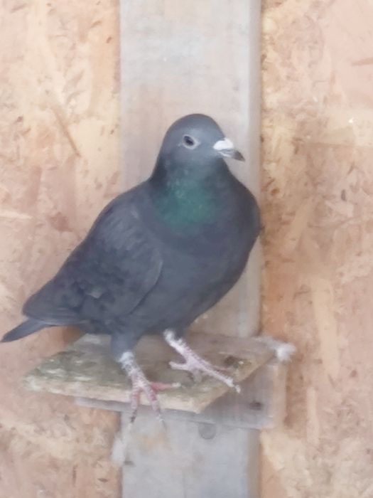 Vând porumbei de anul ăsta și bătrâni sau schimb lot de 30 bucati