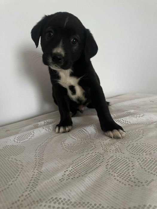 малки, сладки спенидори