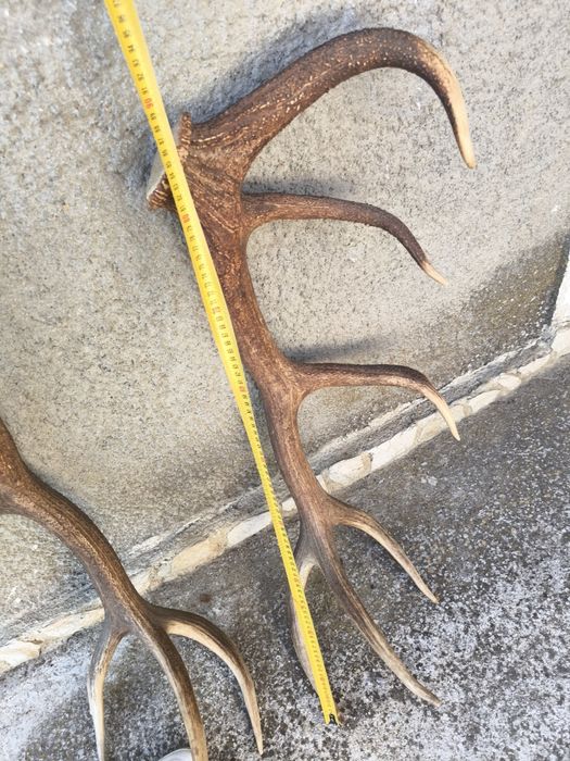 Чифт рога от елен, трофей