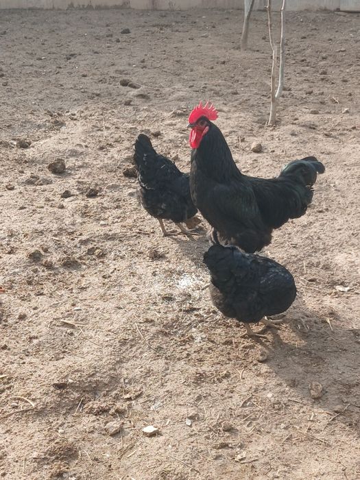 Qora shagʻzoda parrandalari