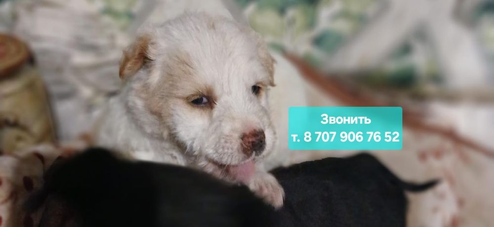 Щенки звоночки в добрые руки