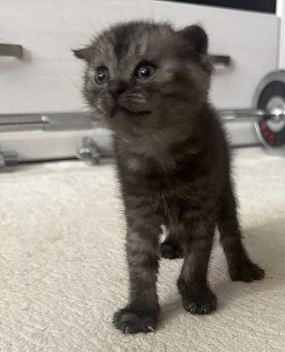 Продам шотландских котят