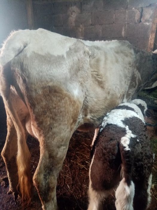 Vand vaca cuvitica de 6 săptămâni