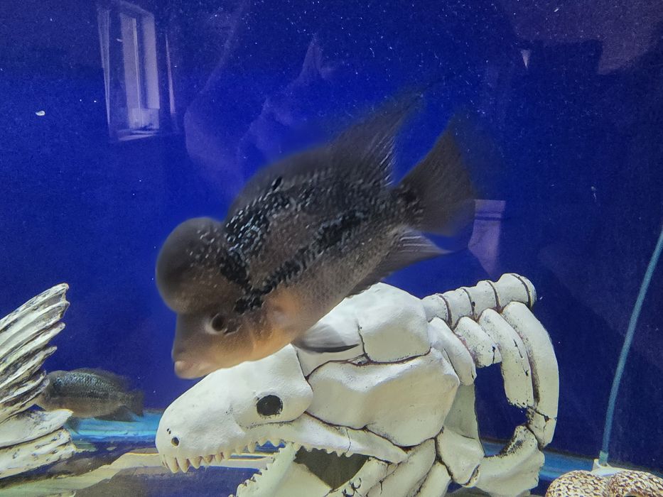 Продам рыбу флауэр хорн