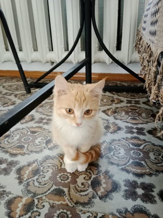 Очаровательный котенок в добрые руки(девочка)